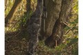 Solar Tackle Undercover Camo 3+2 Rod Holdall 10-12 e 13 ft 
