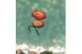 Enterprise Tackle Pop Up Peanut