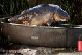 Trakker Sanctuary Compact Oval Crib
