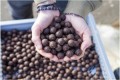 Nutrabaits CO-DE Soluble Boilies 