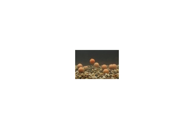 Mainline Balanced Wafter Cell