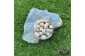 Pop-up Baits GRUB POP-UP Tigernut
