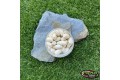 Pop-up Baits GRUB POP-UP Coconut & Banana