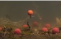 Korda - Pop Up Boilie | ISO Fish