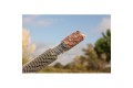 Longchuck Funnel Web PVA System 7mt