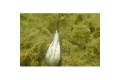 Korda Marker Lead Probe Blistered Of 2