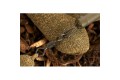 Helicopter Sleeve 10 PCS